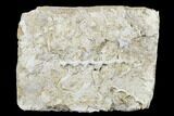 Plate of Archimedes Screw Bryozoan Fossils - Alabama #178251-1